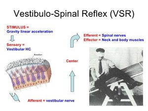 Vestibulo-spinal reflex.jpg