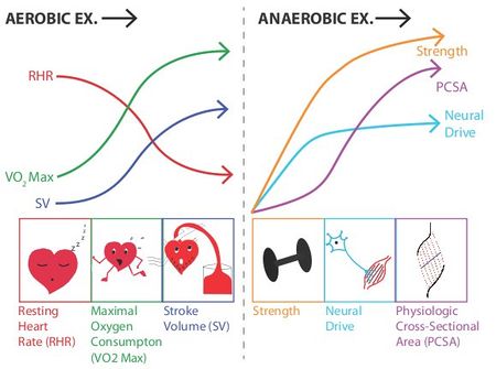 Benefits of Aerobic Exercise And Anaerobic Exercise.