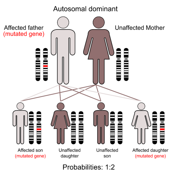 File:Autosomal Dominant Gene Structure.png