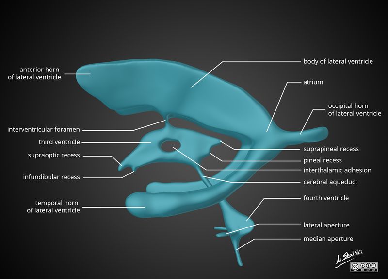 File:Brain-ventricle-anatomy-diagram.jpg