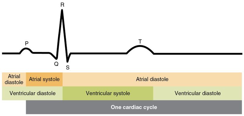 File:Cardiac Cycle Electrocardiogram.jpg