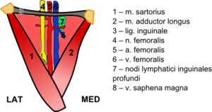 carotid triangle contents mnemonic