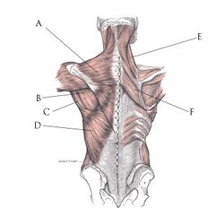 muscles of the back