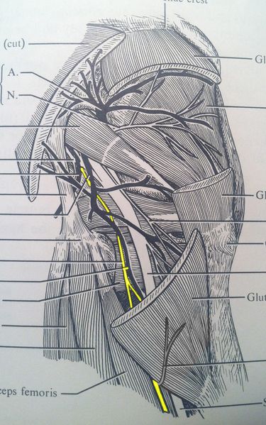 File:Posterior femoral cutaneous nerve.jpeg