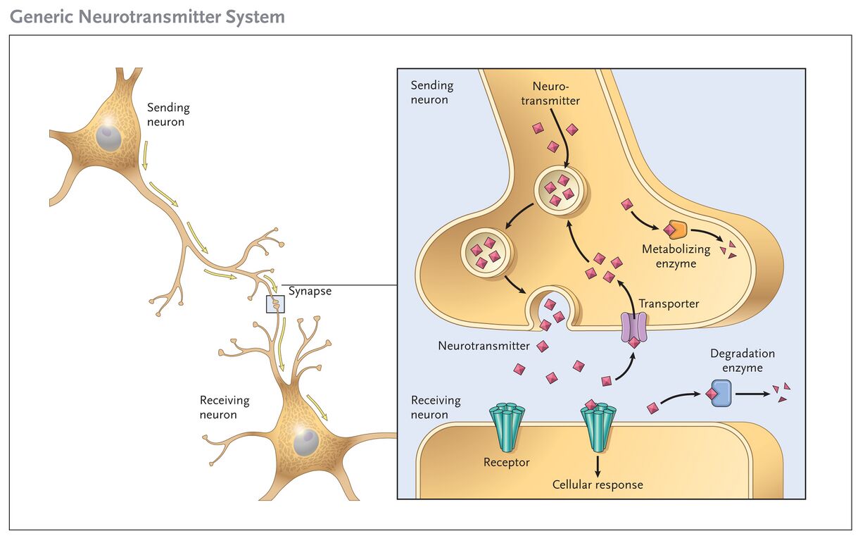 Neurotransmitters Physiopedia