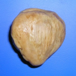patella bone shape