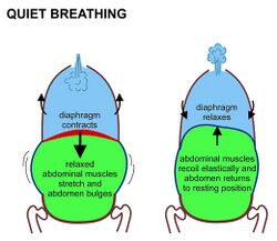 Ribcage Breathing Mechanics 🧘‍♂️ The pump handle & bucket handle  represents movement as we breathe 🙌 #physicaltherapist #br