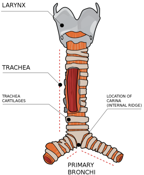 File:Trachea and Larynx.png