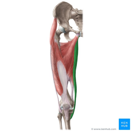Gracilis muscle (highlighted in green) - anterior view
