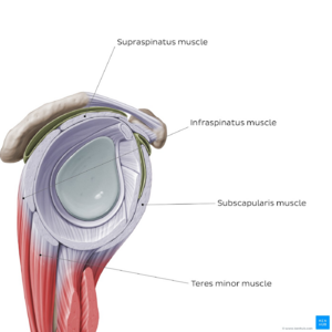 Overview of the rotator cuff muscles - Kenhub.png