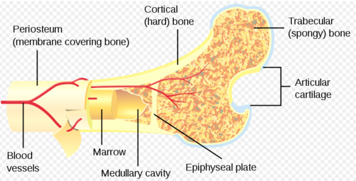 bone cell diagram for kids