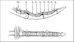 Flexor pulley anatomy.jpeg