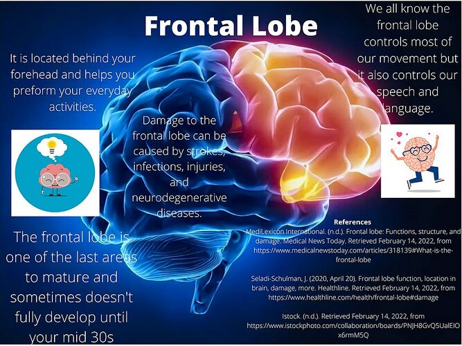 frontal lobe function