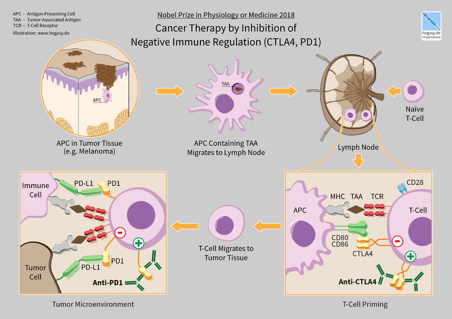 Immunotherapy Physiopedia