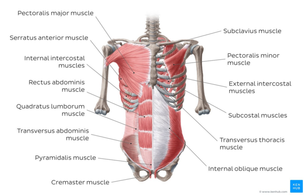 Abdominal muscles Diagram