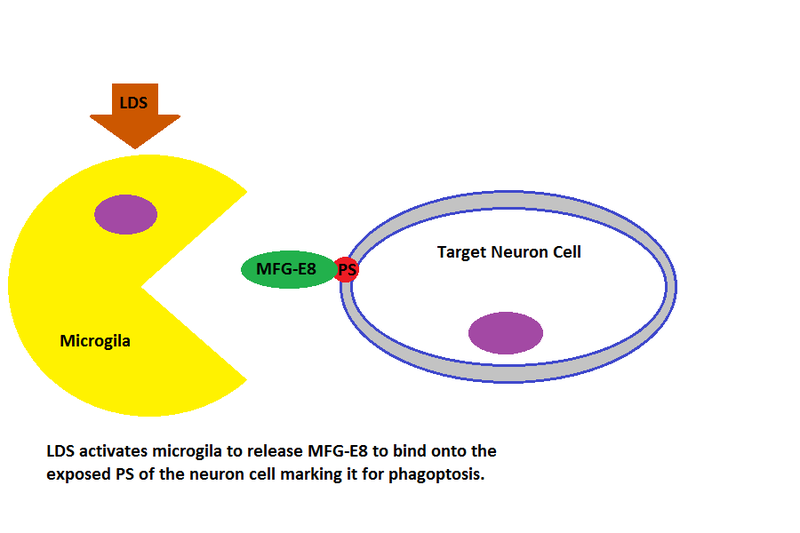File:Microglia phagoptosis of neuron cell.png