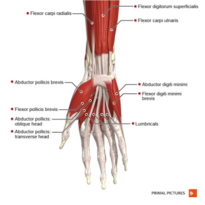 dorsal wrist impingement symptoms