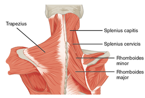 Surfer S Neck Physiopedia