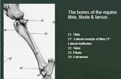 Tibia, fibula and tarsus.jpg
