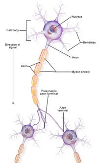 Neuron Part 1.png