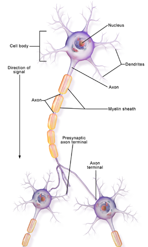 What Is a Neuron? - Definition, Structure, Parts and Function