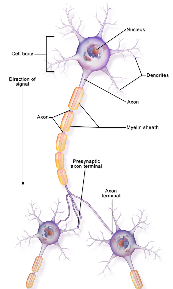 Interneurons Physiopedia