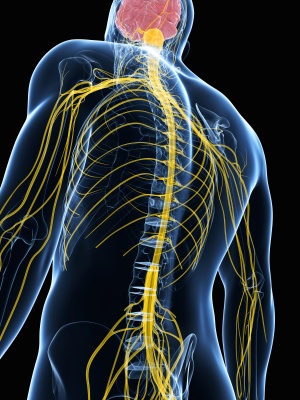 Anatomy of the Cervical Spine and Nerves - Trial Exhibits Inc.
