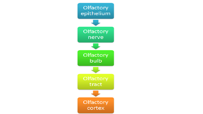 Olfactory pathway.png