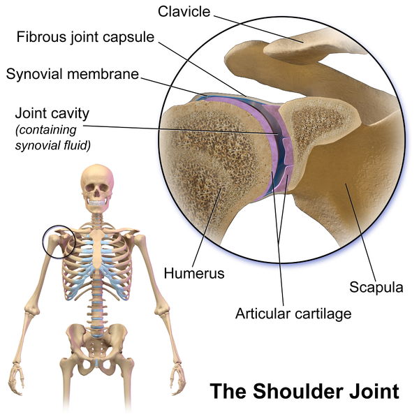 File:Shoulder joint.png