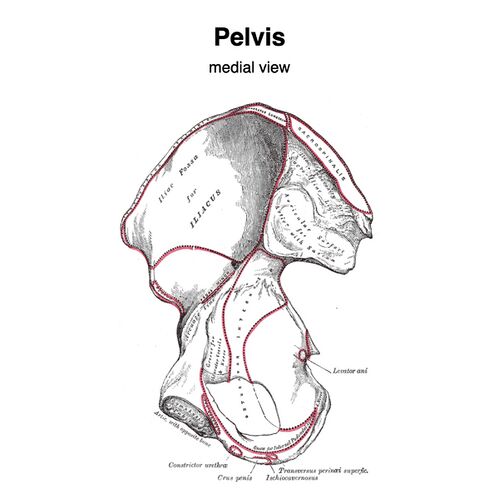 Hip and Pelvis Anatomy. 1 = Iliac crest (abdominal muscle
