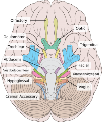Cranial Nerves 2.png
