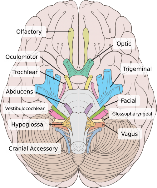 File:Cranial Nerves 2.png