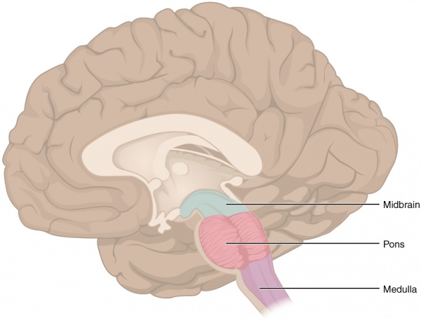 Tronco cerebrale.jpg