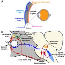 The Mandibular Division of the Trigeminal Nerve (CNV3) - TeachMeAnatomy