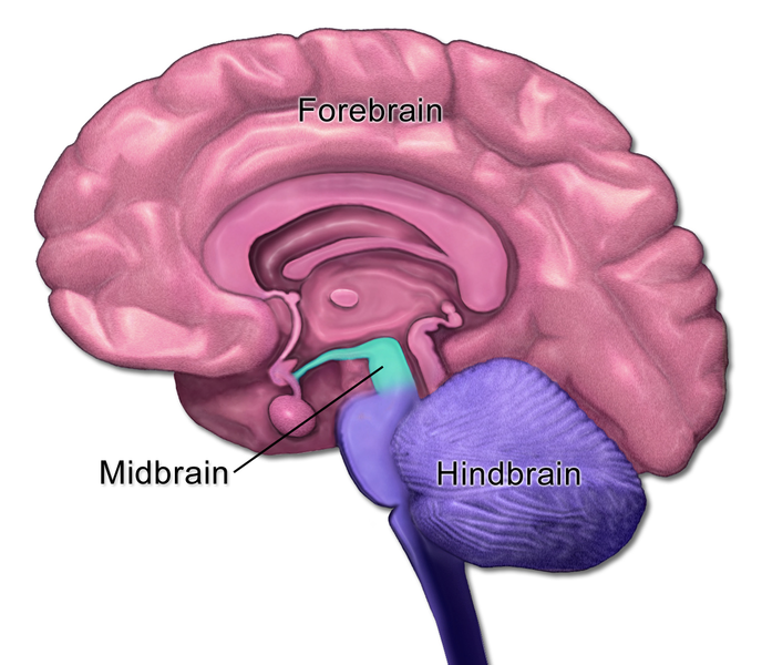 File:Brain Anatomy - Mid-Fore-HindBrain.png