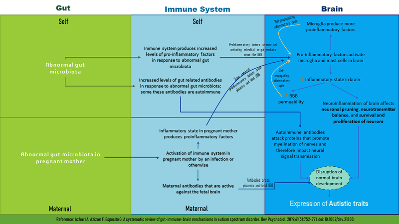 File:Autism gut immune brain axis.png