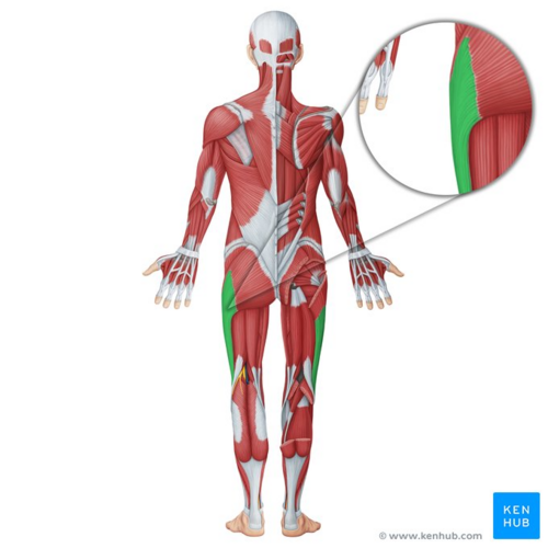 Iliotibial Band Friction Syndrome: Practice Essentials, Anatomy