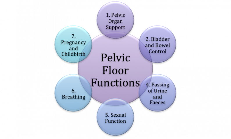 Pelvic Floor Dysfunction - Physiopedia