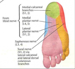lateral plantar nerve pain causes