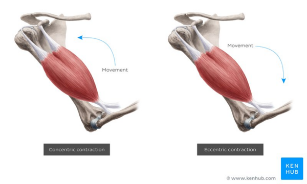 Delayed onset muscle soreness (DOMS) - Physiopedia
