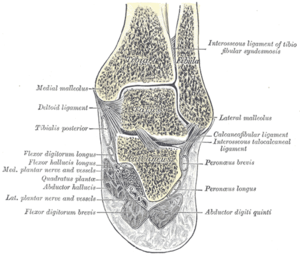 Cross-section of ankle.png