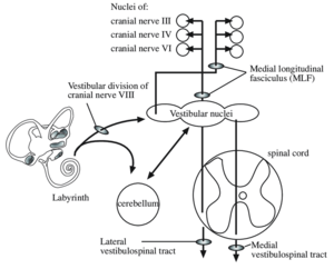 Diagrammatic representation of the Central Vestibular Processor.png