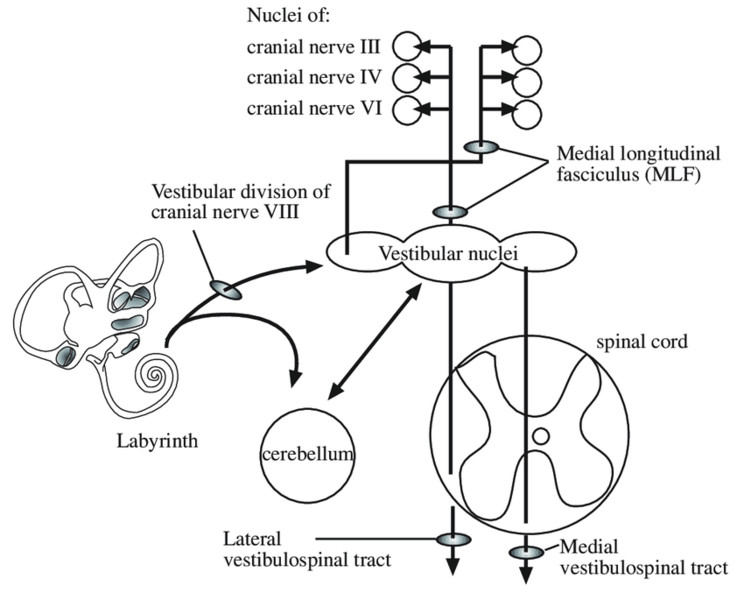 File:Diagrammatic representation of the Central Vestibular Processor.png