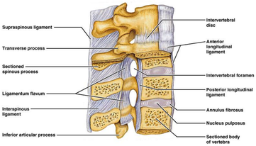 Figure 1: Spine anatomy