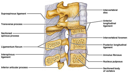 Lumbar Anatomy - Physiopedia
