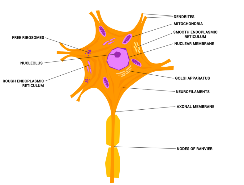File:Neuron or Nerve cell.png