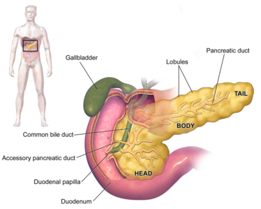 how quickly does pancreatitis develop