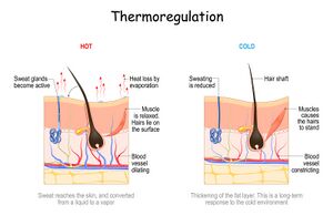 Skin thermoregulation.jpeg