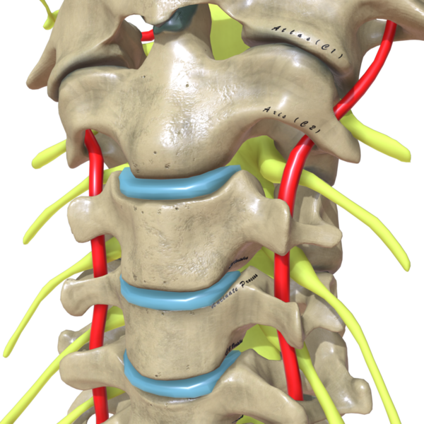 File:Cervical Spine Cross View.png