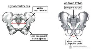 8.3 The Pelvic Girdle and Pelvis – Anatomy & Physiology
